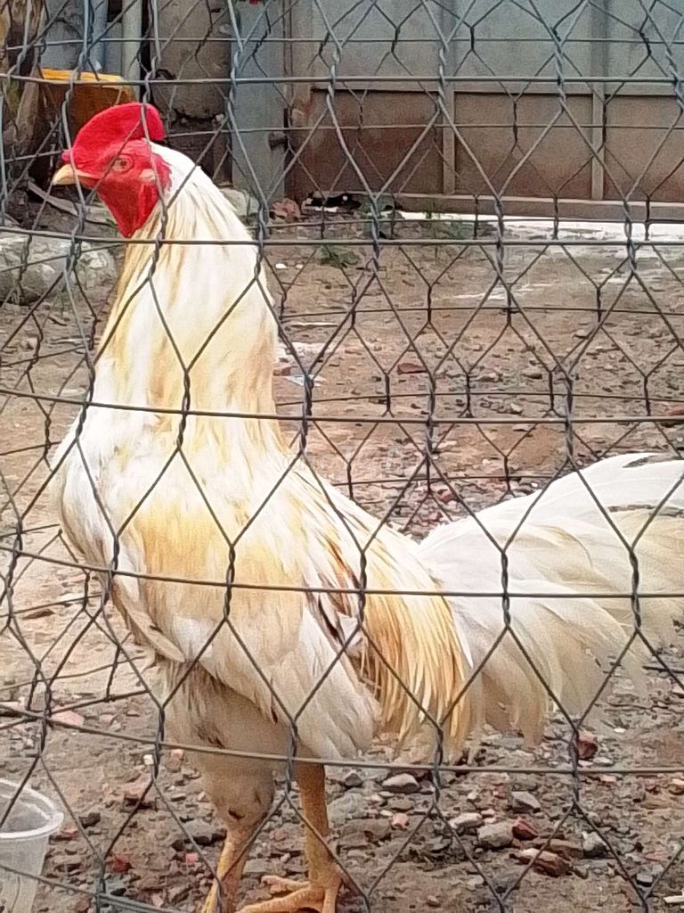 ngyuyên con gà lai. Mua bán Gà tại Thành phố Thủ Đức Tp Hồ Chí Minh được đăng bởi Minh khánh hình 1