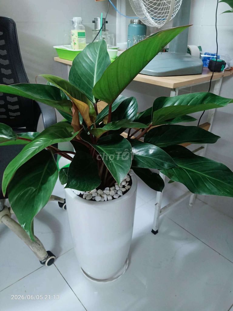 Cây cảnh Trầu bà đế vương Đỏ. Mua bán Cây cảnh, đồ trang trí tại Quận Gò Vấp Tp Hồ Chí Minh được đăng bởi Loc Nguyen hình 1