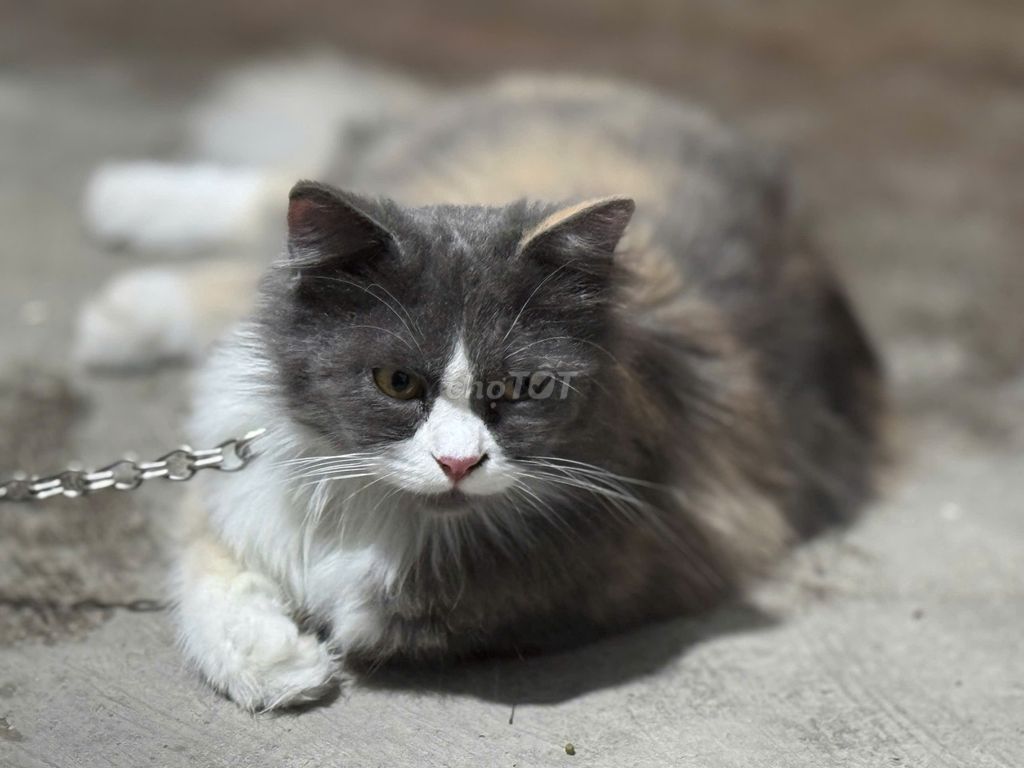 Mèo Anh lông ngắn lai lông dài cái 2 năm. Mua bán Mèo tại Quận Long Biên Hà Nội được đăng bởi Dương Văn Ngọc hình 1