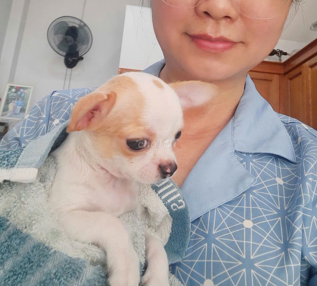 Hai bé gái Chihuahua Trắng tinh và có đốm vàng. Mua bán Chó tại Quận 12 Tp Hồ Chí Minh được đăng bởi Dung hình 1