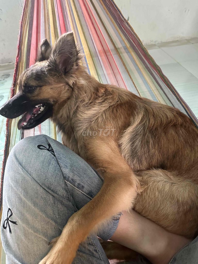 Chó nâu 1 tuổi. Mua bán Chó tại Thị xã Tân Uyên Bình Dương được đăng bởi Nguyễn Phước Hậu  hình 1