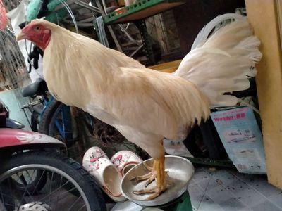 Nòi úa 2kg6 zin đá lấu. Mua bán Gà tại Quận 8 Tp Hồ Chí Minh được đăng bởi đại 