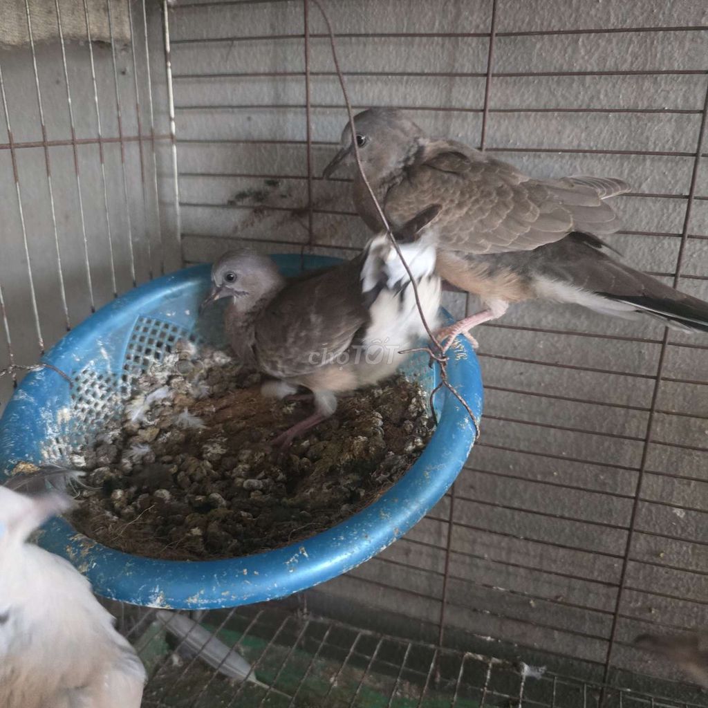 Chim cu gáy ta non. Mua bán Chim tại Huyện Đông Anh Hà Nội được đăng bởi Đức Trọng hình 1