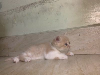 Bán Mèo - Mèo Anh Lông Ngắn lai Tây - giá hạt rẻ