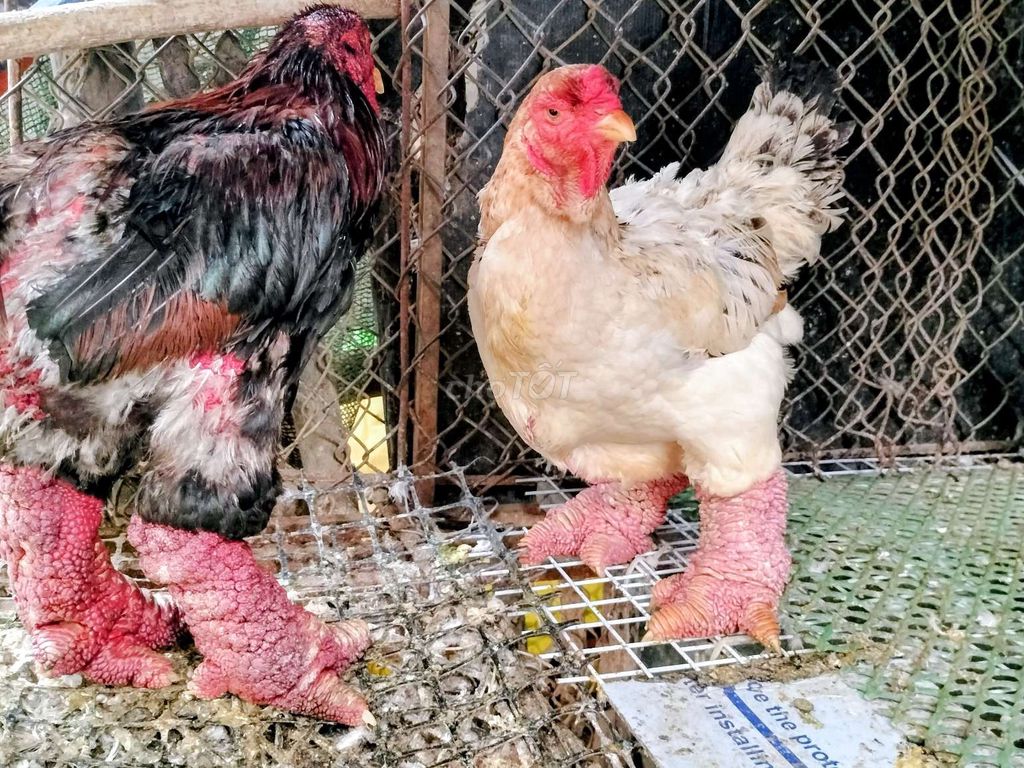 Gà Đông Tảo hơn 1 năm 250k một cân. Mua bán Gà tại Huyện Quốc Oai Hà Nội được đăng bởi gà đông tảo  hình 1