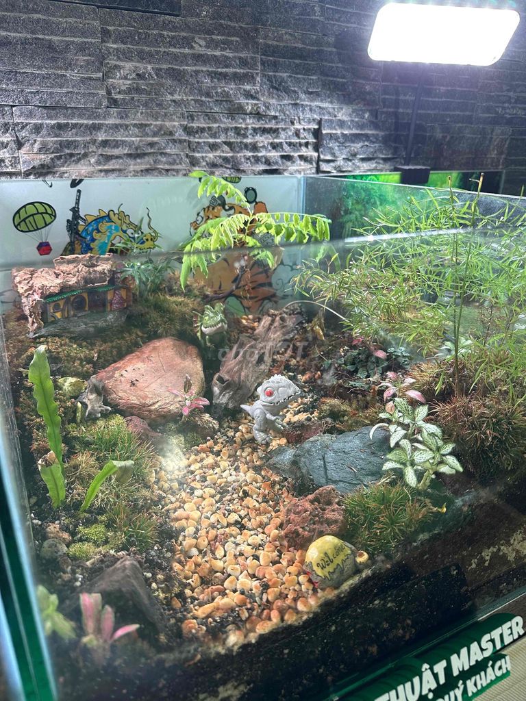 Bể cạn Kính 40x35x30 cm Kèm đèn. Mua bán Cây cảnh, đồ trang trí tại Quận 3 Tp Hồ Chí Minh được đăng bởi Lan Anh hình 1