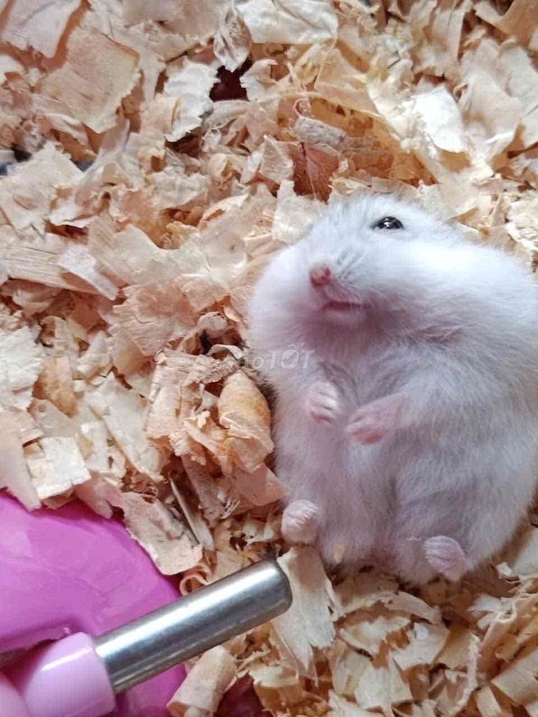 Chuột Hamster Winter White Trắng. Mua bán Thú cưng khác tại Huyện Đất Đỏ Bà Rịa - Vũng Tàu được đăng bởi Quỳnh Trang hình 1