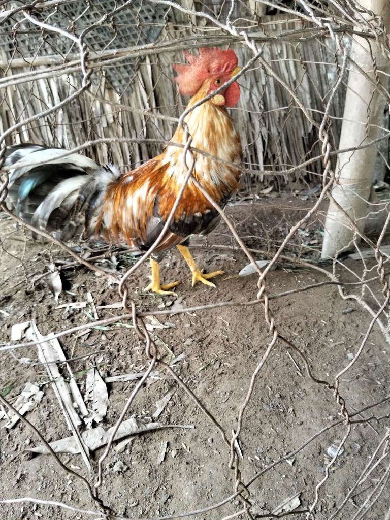 Gà trống 8 tháng Đực màu Nâu đen trắng. Mua bán Gà tại Huyện Trà Cú Trà Vinh được đăng bởi Tài Trà Cú hình 1