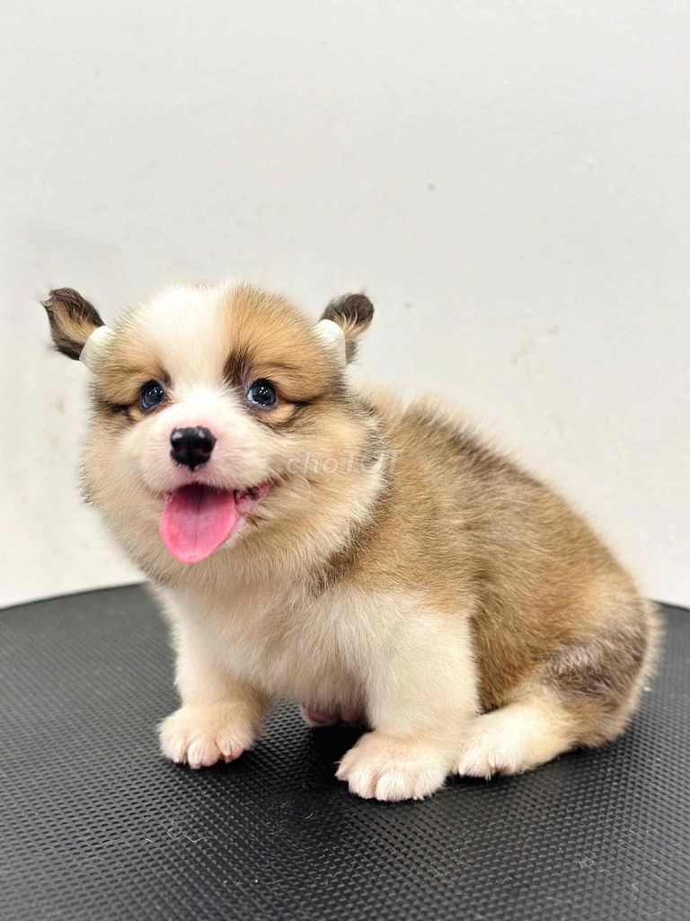 Chó corgi sẵn shop 130 đường 2/9 đà nẵng,. Mua bán Chó tại Quận Hải Châu Đà Nẵng được đăng bởi Chó Cảnh Đà Nẵng 130 đường 2 9  hình 1