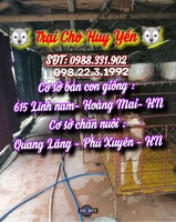 Trại Chó Huy Yến - 0982231992