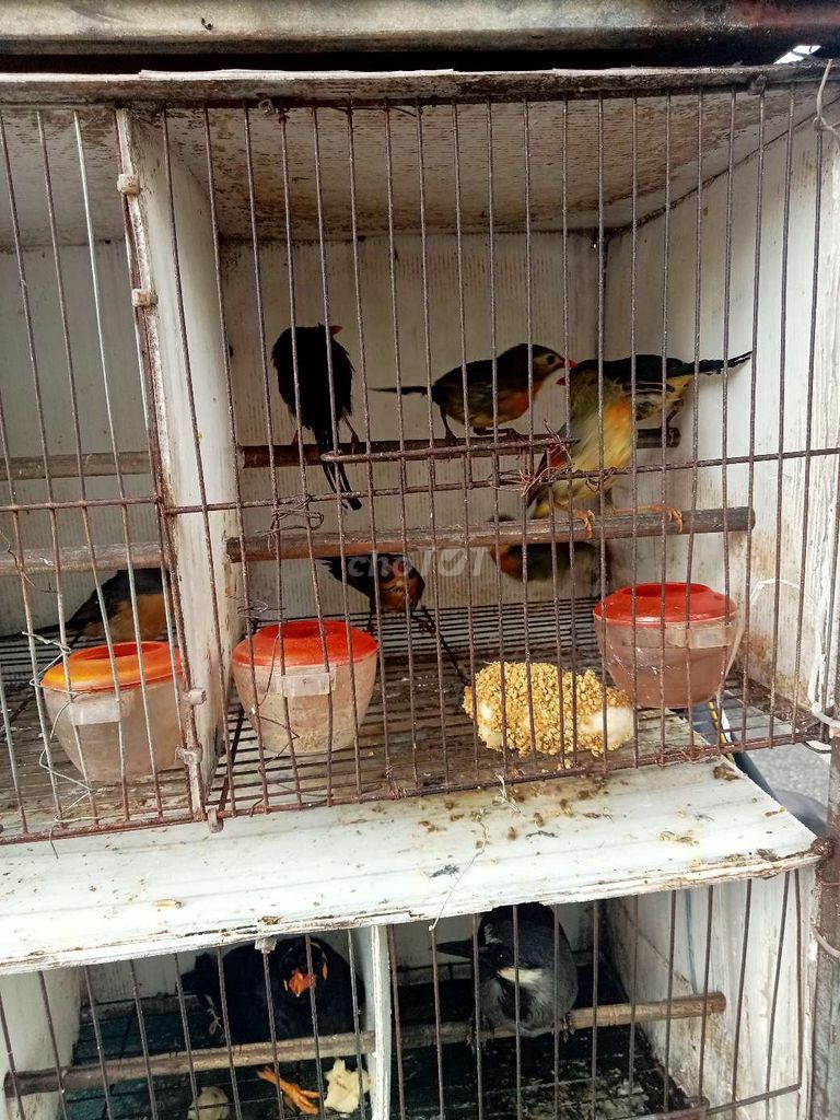 Trại thụy phuơng bán chim quế Lâm. Mua bán Chim tại Huyện Đông Anh Hà Nội được đăng bởi tổng kho gia dụng  hình 1