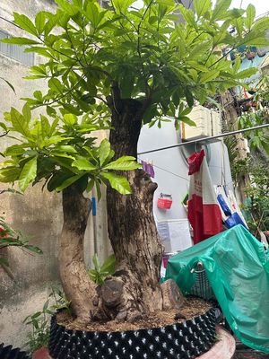 Lộc Vừng hoa đỏ miển tây,hoa màu đỏ ra nhieu mùa h. Mua bán Cây cảnh, đồ trang trí tại Quận 10 Tp Hồ Chí Minh được đăng bởi Anh Kiệt 7667