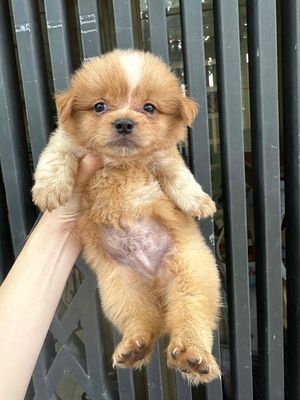 ❤️ cún nhật chân lùn ❤️. Mua bán Chó tại Quận Bình Thạnh Tp Hồ Chí Minh được đăng bởi BÁN THÚ CƯNG KHÔNG ĐĂNG ẢNH LỪA ĐẢO 