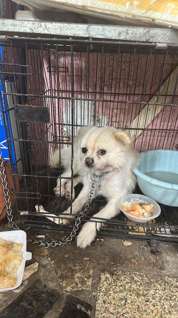 Chó Poodle tiny cái màu Trắng kem. Mua bán Chó tại Huyện Thanh Trì Hà Nội được đăng bởi pham đinh dung hình 1