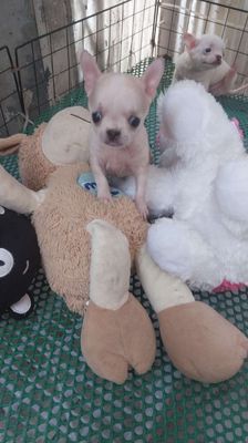 Chihuahua teacup mini