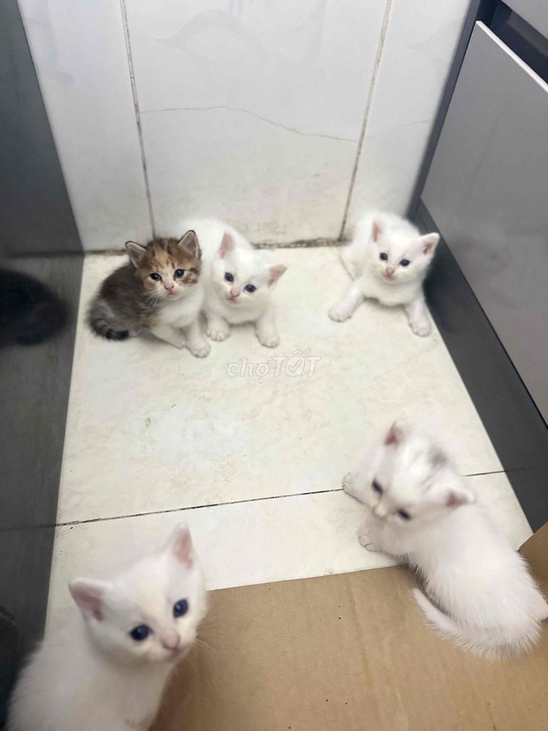 mèo lai anh. Mua bán Mèo tại Quận Bình Thuỷ Cần Thơ được đăng bởi Phúc lộc hình 1