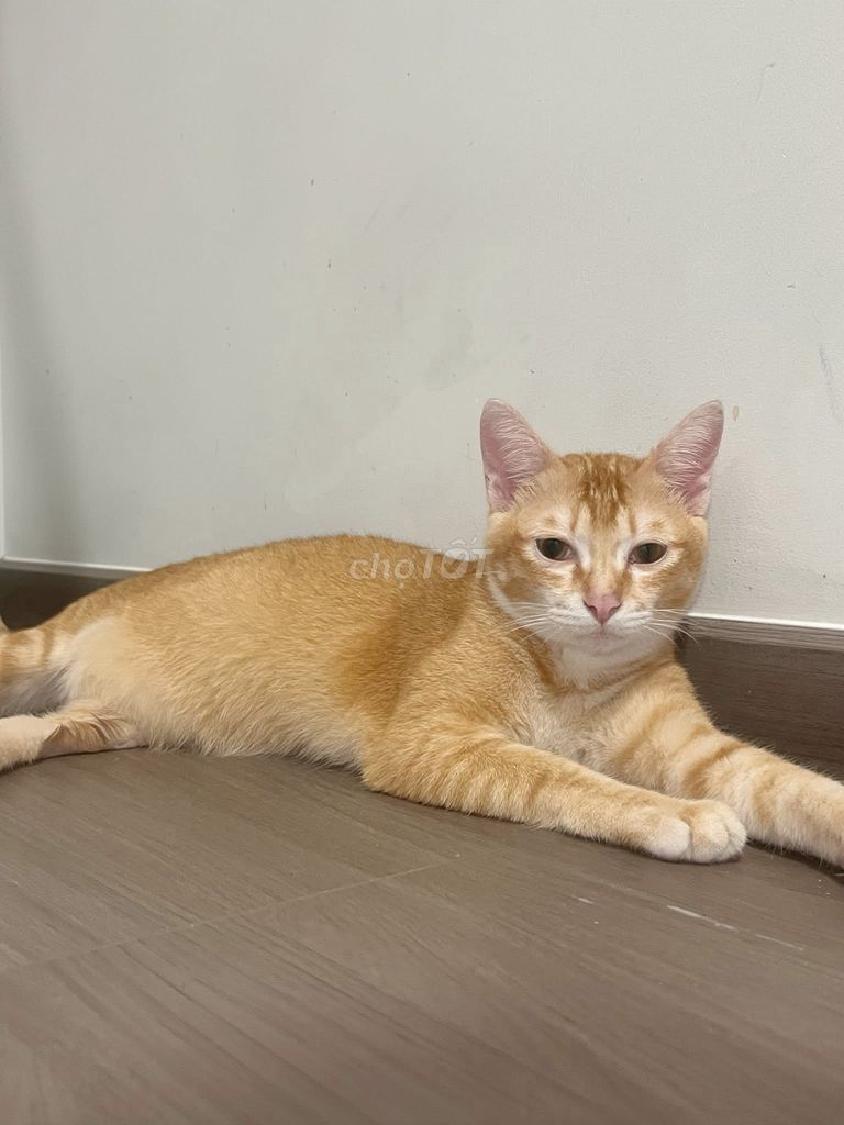 Mèo đực 1 tuổi đã thiến. Mua bán Mèo tại Huyện Bình Chánh Tp Hồ Chí Minh được đăng bởi Di Phương hình 1