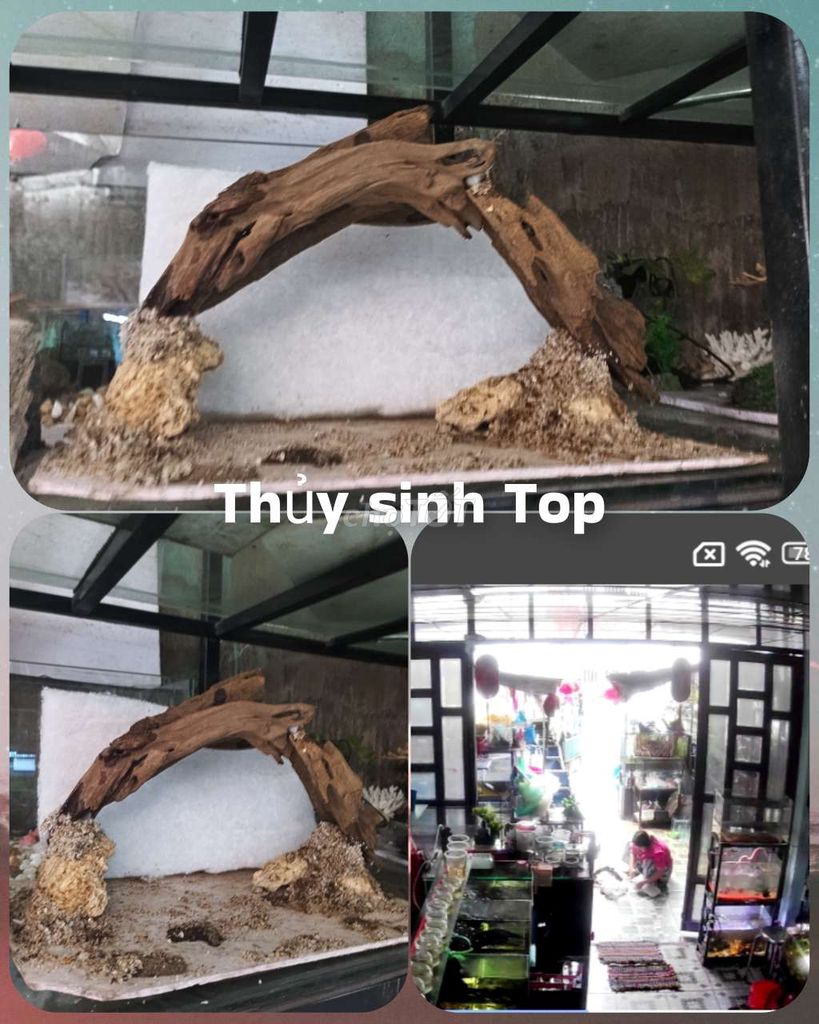 Trang trí bể cá Thủy sinh Top. Mua bán Phụ kiện, Thức ăn, Dịch vụ tại Quận Liên Chiểu Đà Nẵng được đăng bởi Trương Ngân Hà hình 1