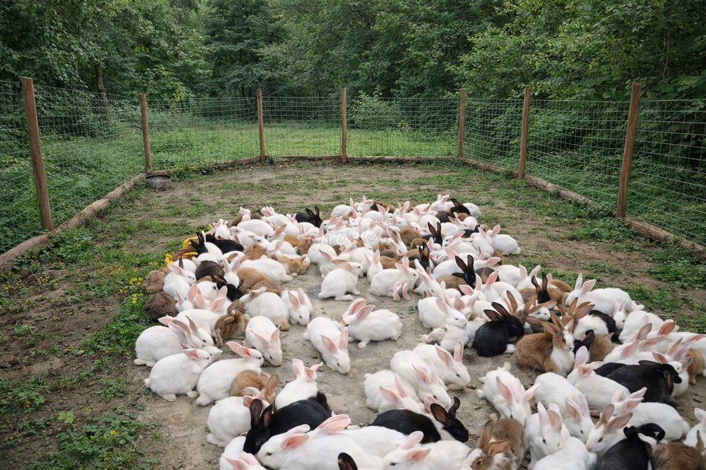 THỎ GIỐNG THẢ VƯỜN - MÔ HÌNH VAC. Mua bán Thú cưng khác tại Quận Bình Tân Tp Hồ Chí Minh được đăng bởi Nông Trại Xanh Phương Nam hình 1