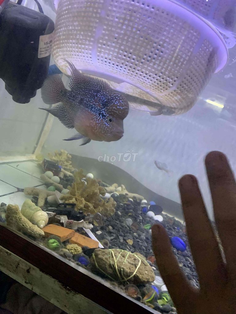 Cá la hán Đỏ, Xám. Mua bán Thú cưng khác tại Quận Ninh Kiều Cần Thơ được đăng bởi Kim Ngọc Hậu hình 1