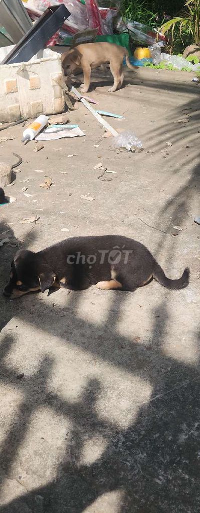 Chó con Lai Rottweiler Đen vàng. Mua bán Chó tại Quận Bình Thuỷ Cần Thơ được đăng bởi binh thanh hình 3