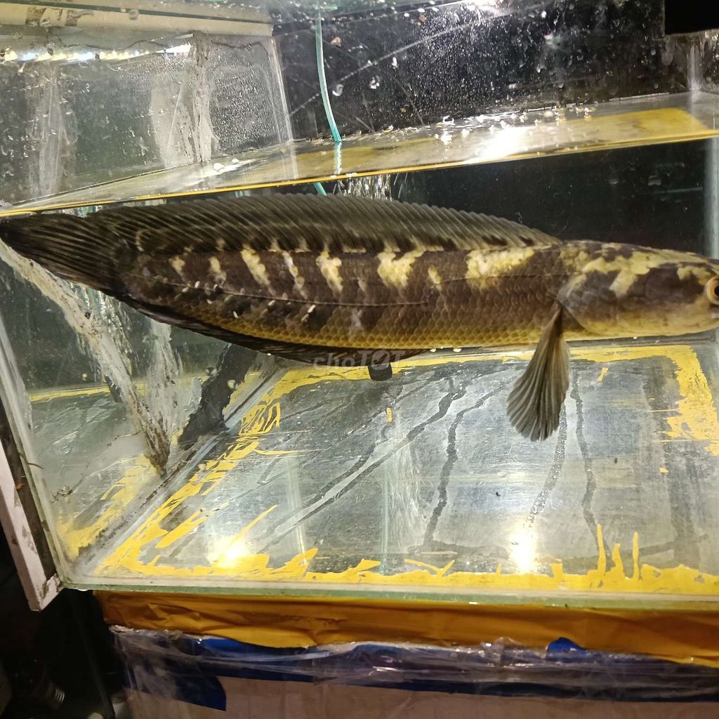 Cá lóc vảy rồng Vàng 36-38cm. Mua bán Thú cưng khác tại Thành phố Thủ Dầu Một Bình Dương được đăng bởi bán gì được bán  hình 1