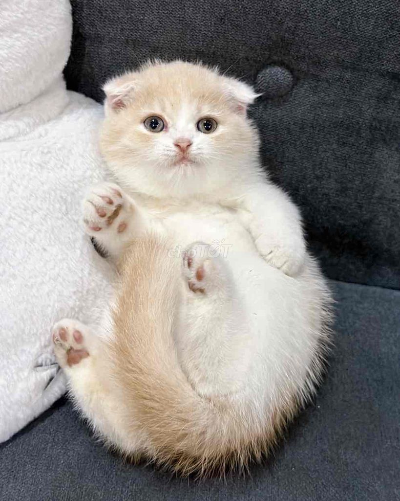 Mèo aln tai cụp. Mua bán Mèo tại Huyện Hoài Đức Hà Nội được đăng bởi Mei Mei hình 1