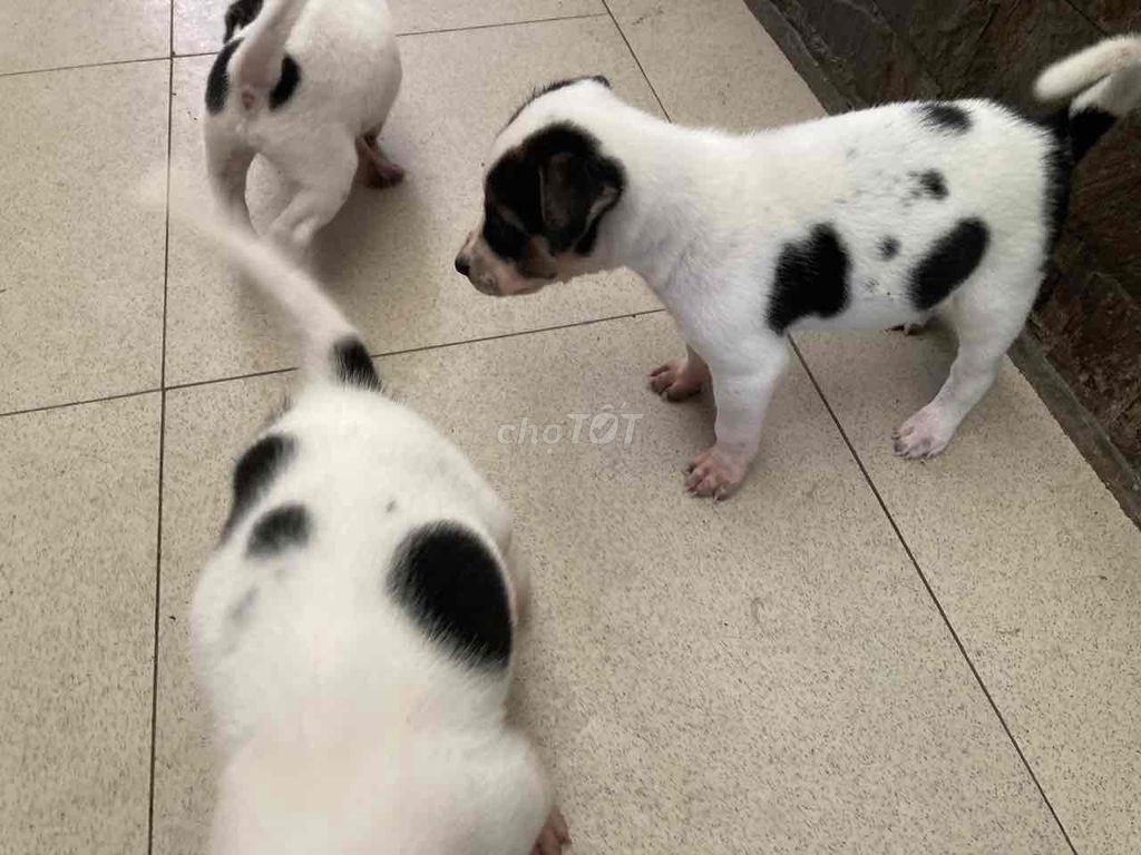 cho chó con, đã biết ăn cơm. Mua bán Chó tại Thành phố Biên Hòa Đồng Nai được đăng bởi Cô Dung hình 1