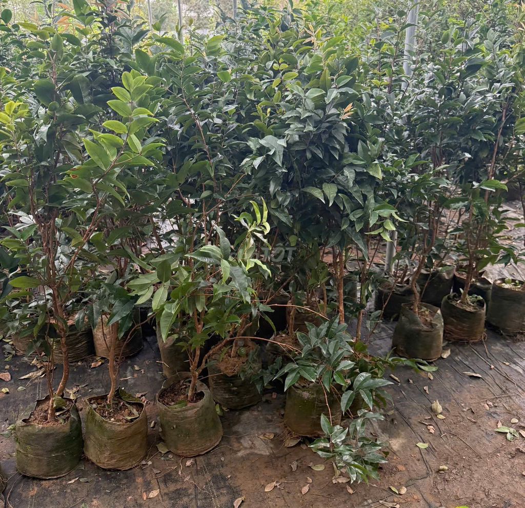 Cây giống Nho thân gỗ 1m-1m3, đường kính gốc 1.2m. Mua bán Đồ chuyên dụng, Giống nuôi trồng tại Huyện Gia Lâm Hà Nội được đăng bởi Hoàng thị muôn hình 1