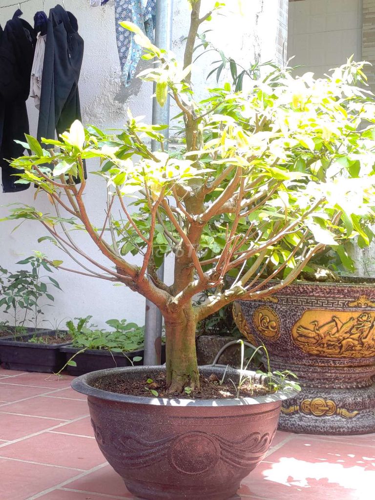 Cây cảnh Mai vàng. Mua bán Cây cảnh, đồ trang trí tại Huyện Hòa Vang Đà Nẵng được đăng bởi Bình hình 1