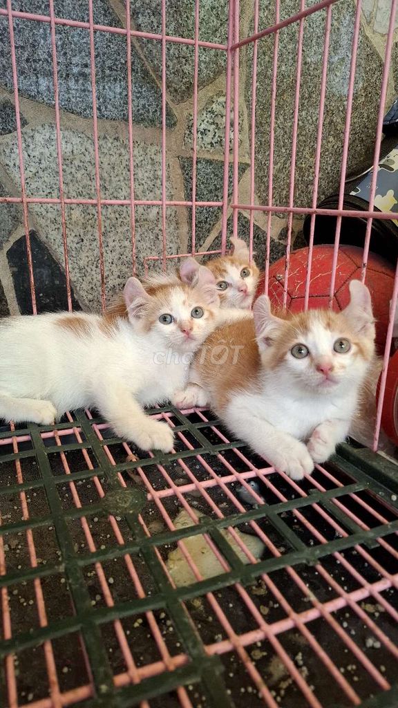 Mỹ tai xoắn màu cam. Mua bán Mèo tại Quận Hoàng Mai Hà Nội được đăng bởi Nguyễn Minh Thu hình 4