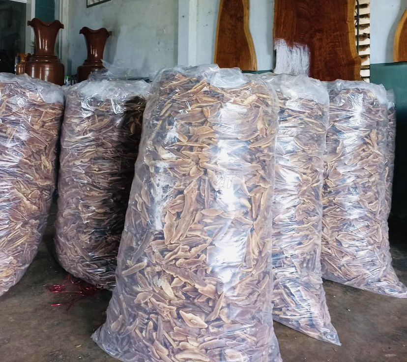 Nấm Linh Chi. Mua bán Đồ ăn, thực phẩm và các loại khác tại Quận Cẩm Lệ Đà Nẵng được đăng bởi Thành hình 1