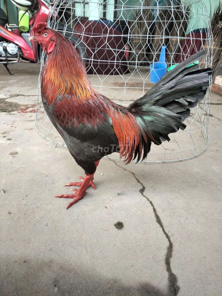 Siu mỹ 3k2 1x đâu trường