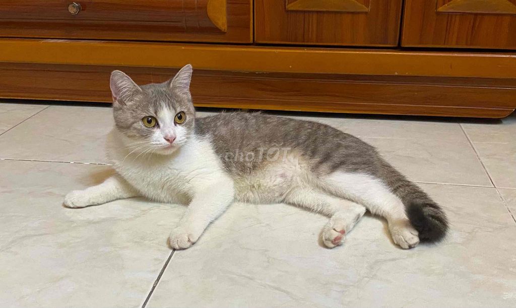 Mèo Anh Lông Ngắn, Xám Trắng, 9 tháng
