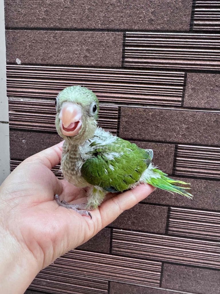 Vẹt Monk Xanh lá non. Mua bán Chim tại Quận Tân Phú Tp Hồ Chí Minh được đăng bởi Thủy huỳnh hình 1
