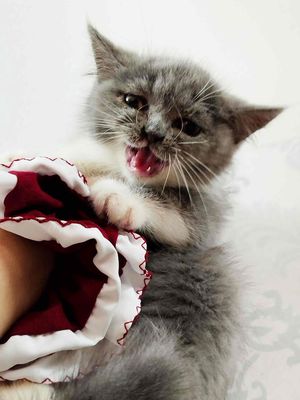 Mèo Bicolor chân dài cái Xám trắng