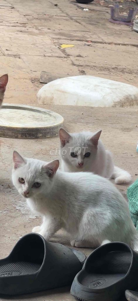 Mèo ALN lai Cái 4 tháng Trắng. Mua bán Mèo tại Quận 5 Tp Hồ Chí Minh được đăng bởi Nguyễn Mi hình 1