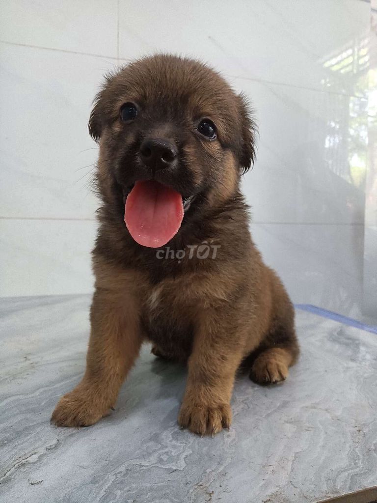 Chó Phốc sóc nâu 2 tháng tuổi tròn ú dễ thương. Mua bán Chó tại Quận 6 Tp Hồ Chí Minh được đăng bởi Tăng Chí Lương  hình 1