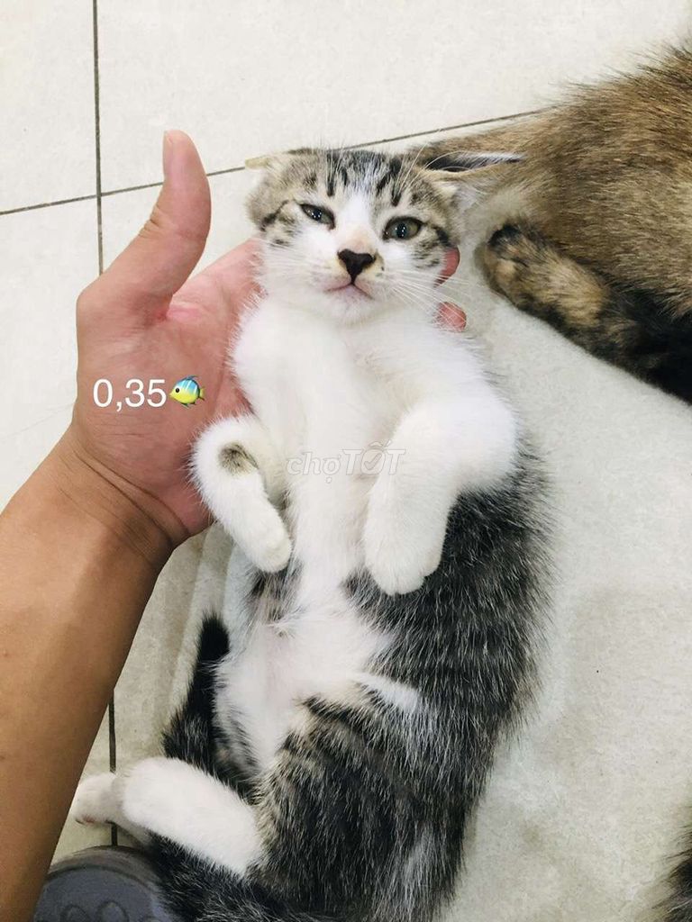 ALN, Đông Anh Hà Nội🐱. Mua bán Mèo tại Huyện Đông Anh Hà Nội được đăng bởi Nhat Anh Nguyen hình 1