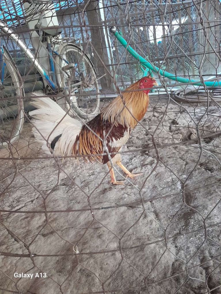 Gà chọi 1.5kg Đực. Mua bán Gà tại Huyện Thanh Bình Đồng Tháp được đăng bởi Tuan hình 1