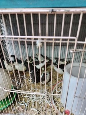 Gà rutin trưởng thành mua 10/con tặng 1. Mua bán Gà tại Huyện Bình Chánh Tp Hồ Chí Minh được đăng bởi Tinh Le