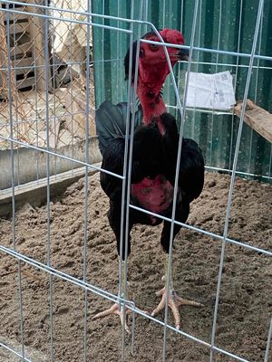 nhà nhiều gà quá ko có chỗ nhốt bán bớt. Mua bán Gà tại Huyện Chương Mỹ Hà Nội được đăng bởi Đỗ Duy Thanh