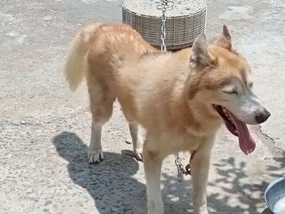 Chó Husky Đực BD