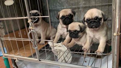 pug mặt xệ mập siêu đẹp. Mua bán Chó tại Quận Cẩm Lệ Đà Nẵng được đăng bởi Anh Pet Shop
