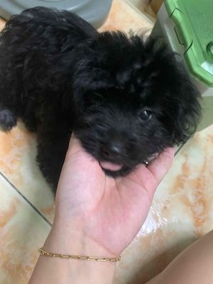 chó nhà đẻ được 1 tháng 15 ngày. Mua bán Chó tại Quận 6 Tp Hồ Chí Minh được đăng bởi Thùy Hương