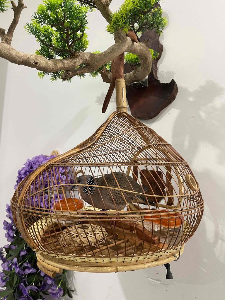 lồng cu gáy quả đào. Mua bán Chim tại Thành phố Buôn Ma Thuột Đắk Lắk được đăng bởi Hải hình 1