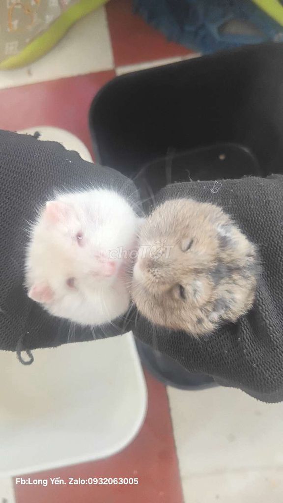 Chuột Hamster Trắng - Trà sữa Khoẻ Mạnh. Mua bán Thú cưng khác tại Huyện Bến Lức Long An được đăng bởi Hoàng Yến hình 1