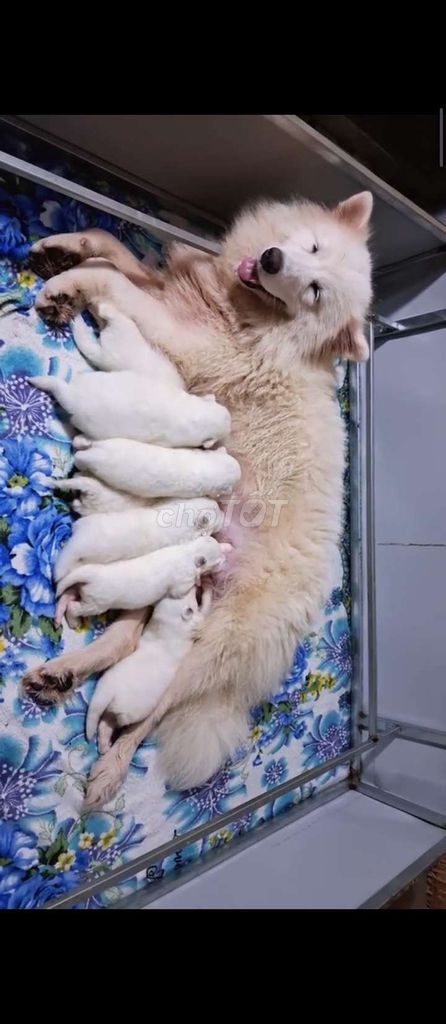 Chó Samoyed. Mua bán Chó tại Huyện Củ Chi Tp Hồ Chí Minh được đăng bởi Linh Nhật  hình 1