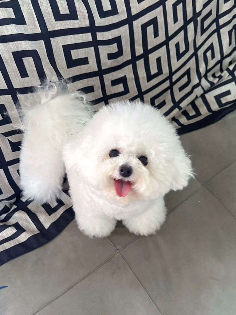  Bichon  (Cái). Mua bán Chó tại Huyện Chơn Thành Bình Phước được đăng bởi Duc Bao hình 1