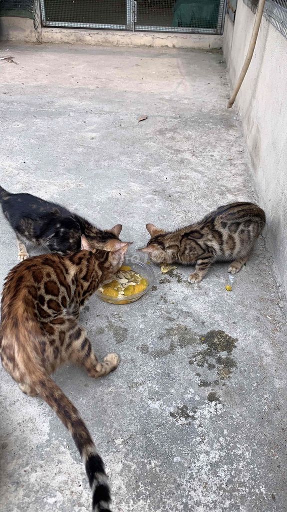 gả mèo bé gái Bố Mẹ thuần chủng nhập Nga full giấy. Mua bán Mèo tại Quận Gò Vấp Tp Hồ Chí Minh được đăng bởi Tuyết Tuyết hình 1